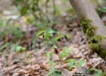 DSC_4918.jpg