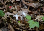 DSC_5409.jpg