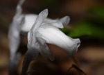 DSC_6338.jpg