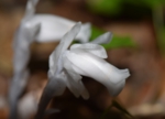 DSC_6341.jpg