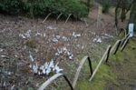 DSC_9876.jpg