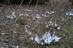 DSC_9873.jpg