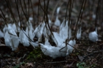 DSC_9866.jpg