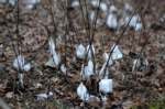 DSC_9868.jpg
