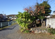 RIMG0145.JPG